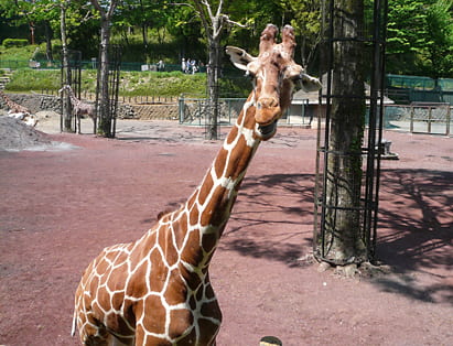 多摩動物公園のキリン