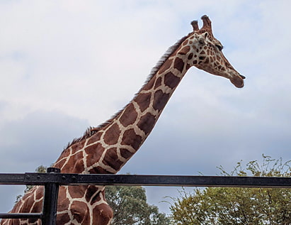 羽村市動物公園のキリン