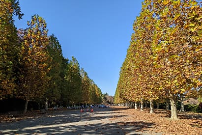 新宿御苑 プラタナス並木