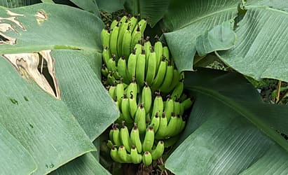新宿御苑 大温室 バナナ