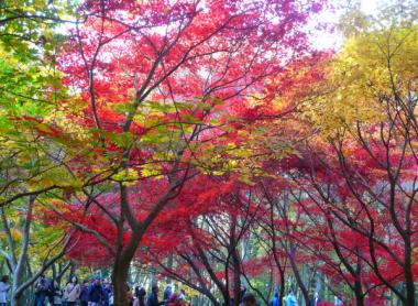 神代植物公園／紅葉