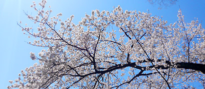 桜