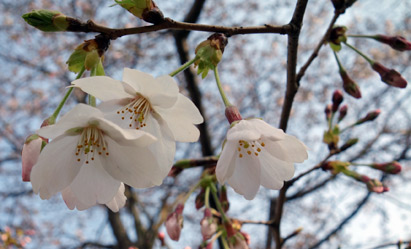 桜はまだ三分咲き