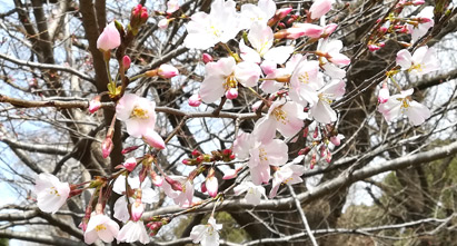 桜 コマツオトメ