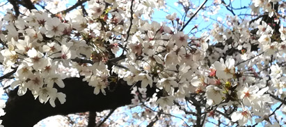 桜 ソメイヨシノ