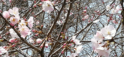 上野の桜