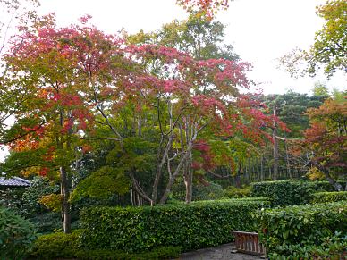 昭和記念公園の日本庭園