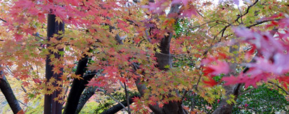 昭和記念公園の紅葉