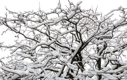 雪が積もった