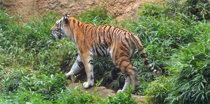 動物園の虎
