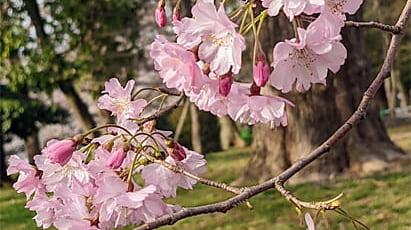上野公園の桜 舞姫
