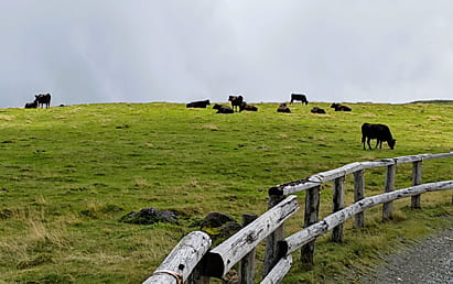 美ヶ原高原 牧場と牛